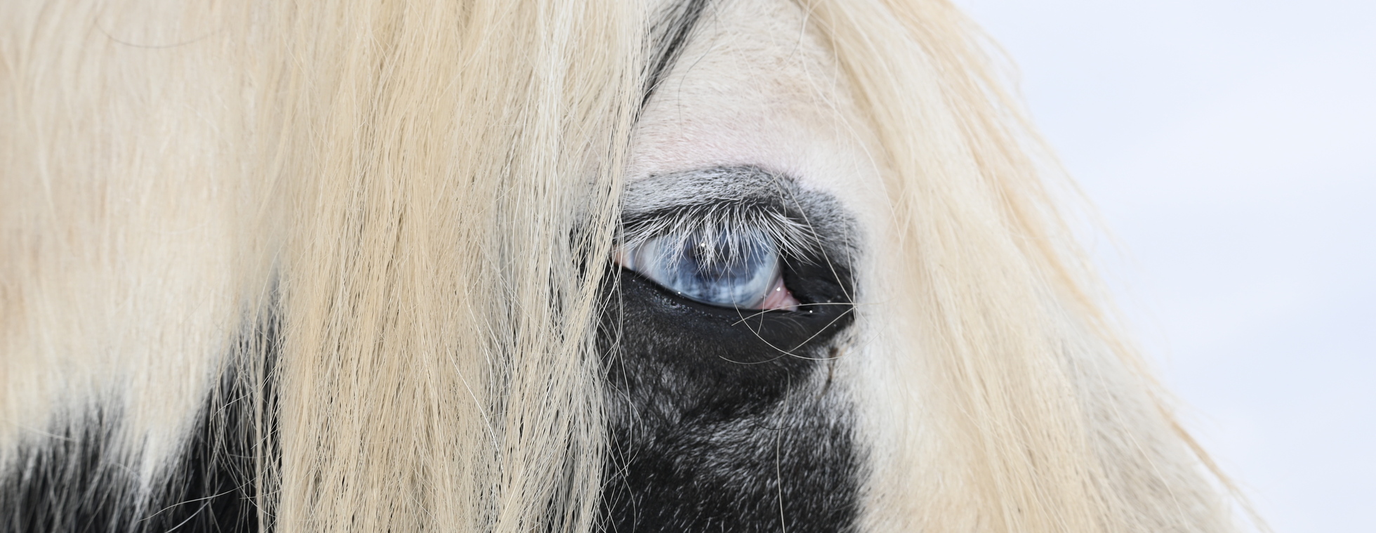 Operation Be Herd Registration - Spring 2026